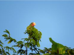 Cuban Parrot